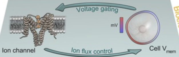 Diagram showing feedback between bioelectric state and molecular-genetic activity